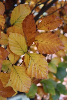Fagus sylvatica 'Fastigiata, Dawyck Purple' - buk lesní - list podzim